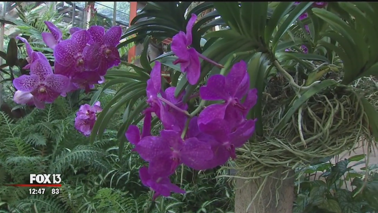 'Orchid Show' at Selby Gardens