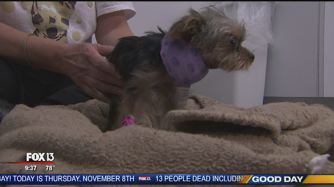 EO: Tiny pup receives life-saving surgery through foundation