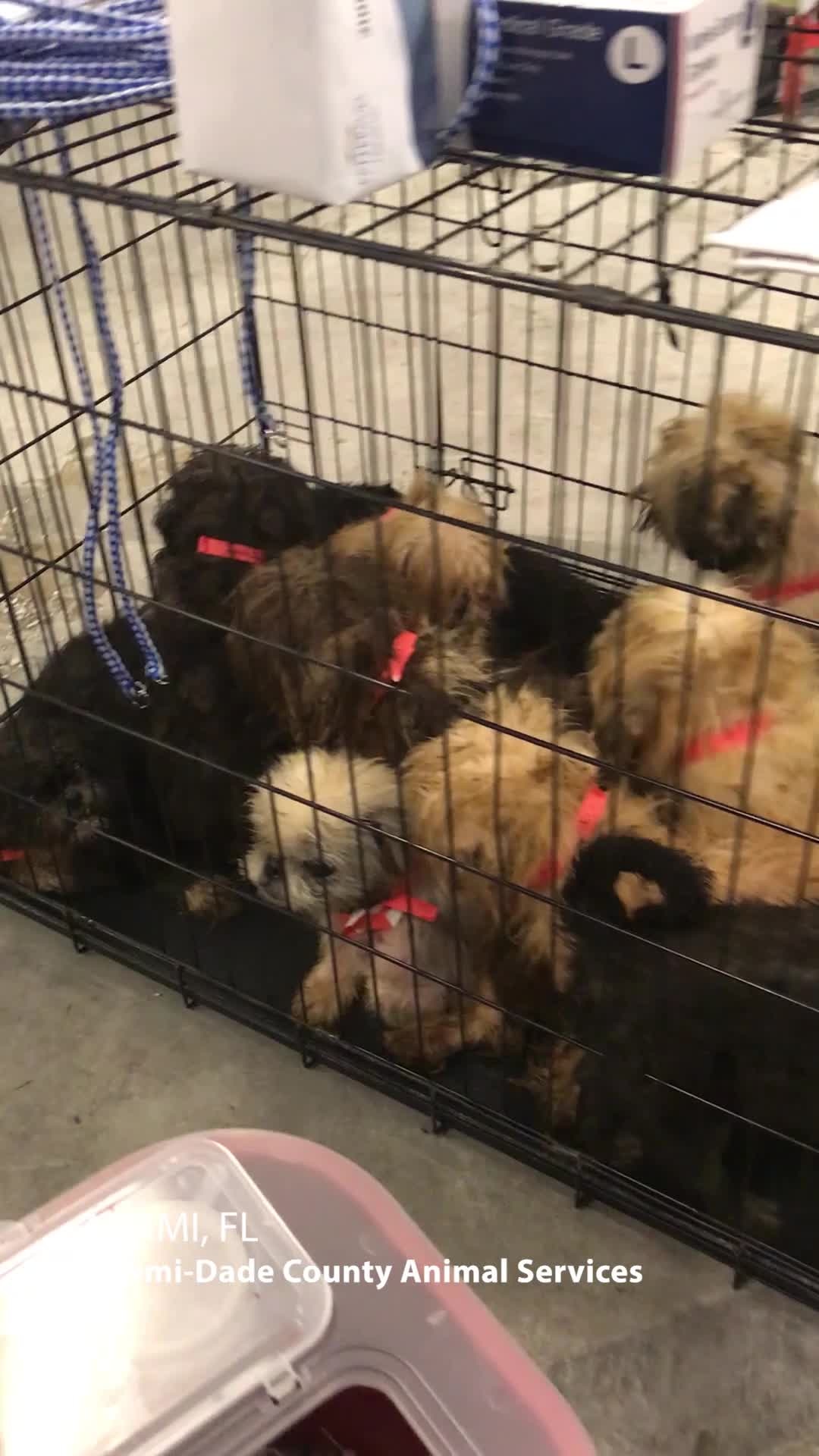 More than 100 dogs rescued in Miami