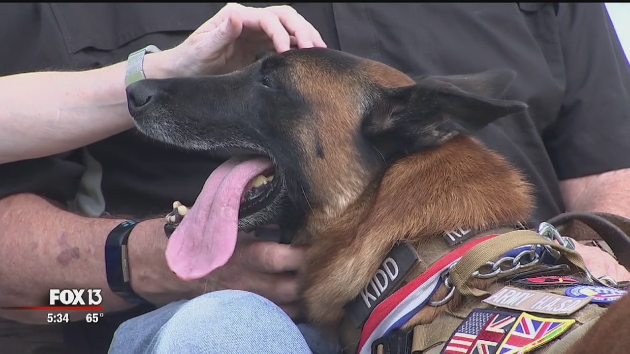 War zone K9s need special care after service