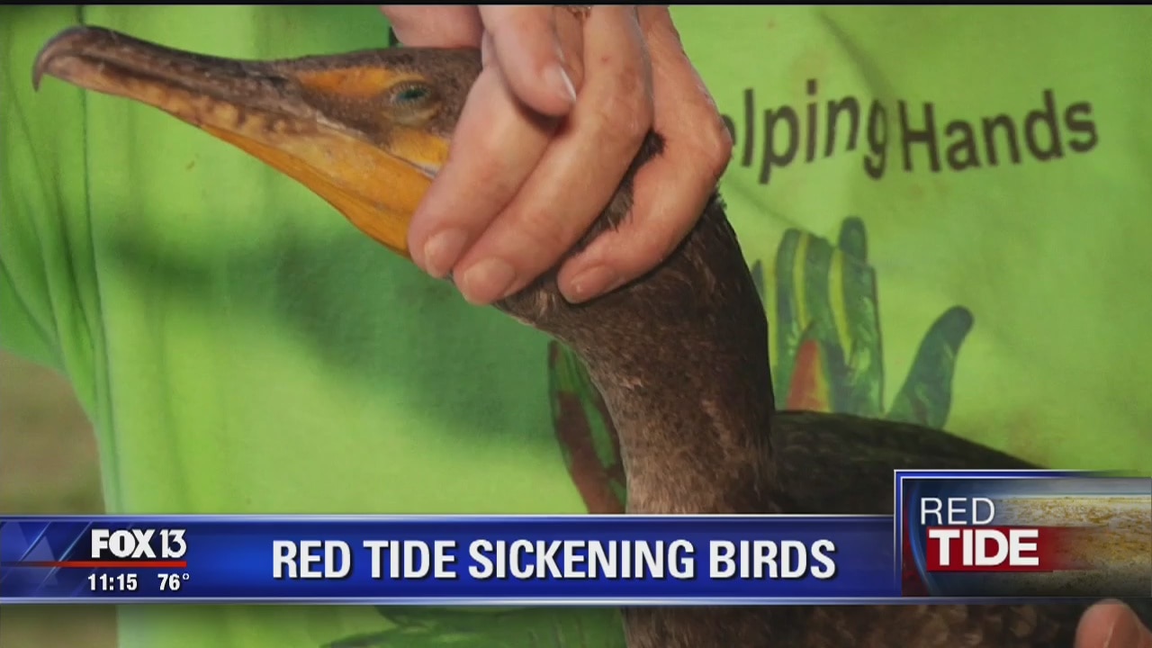 Migrating birds falling victim to red tide