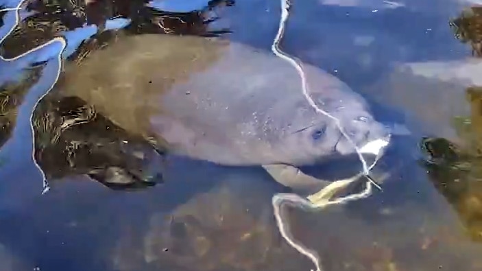Canoeist takes plastic away from baby manatee