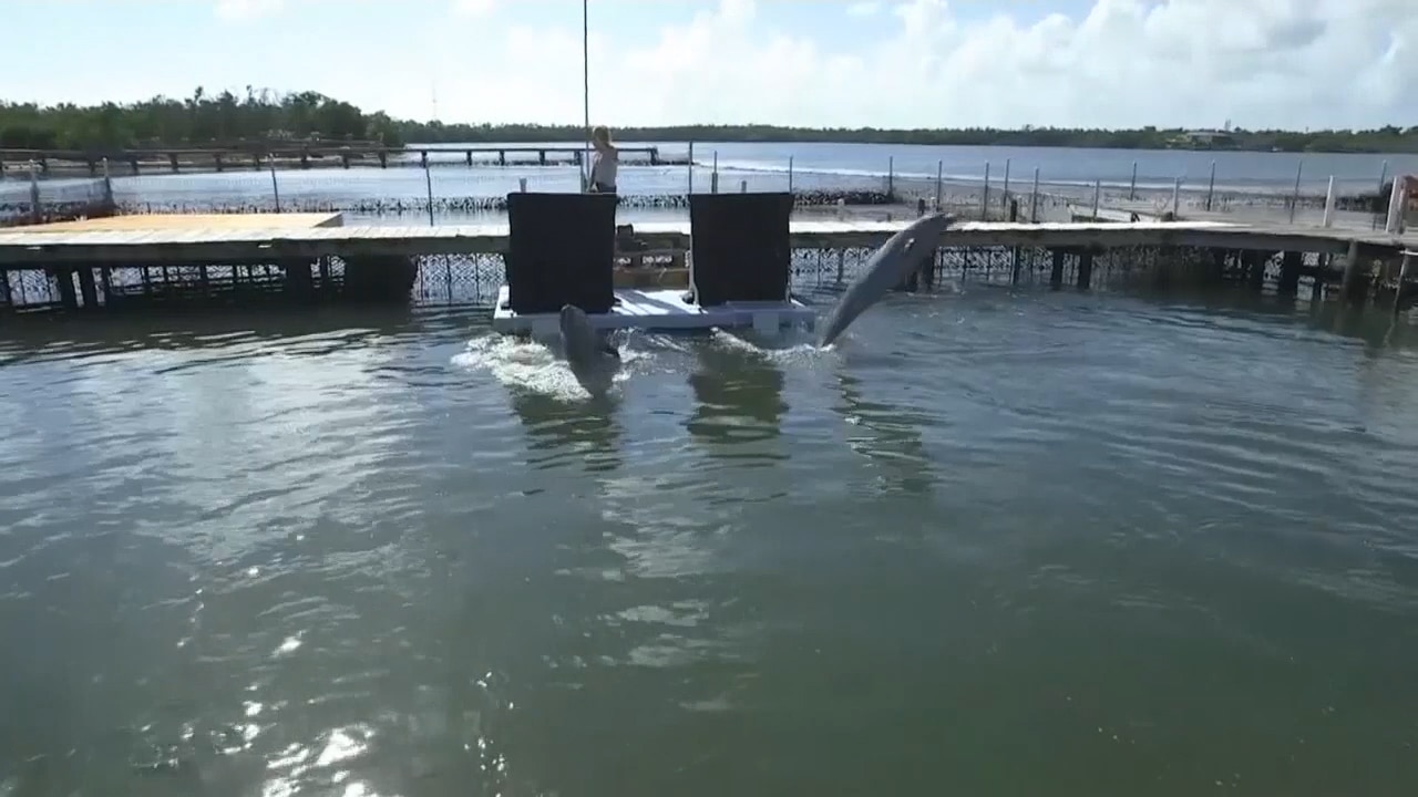 Study: Dolphins can work together