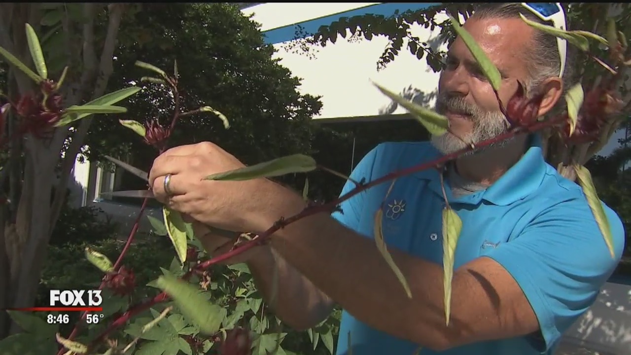 How to grow 'Florida cranberries'