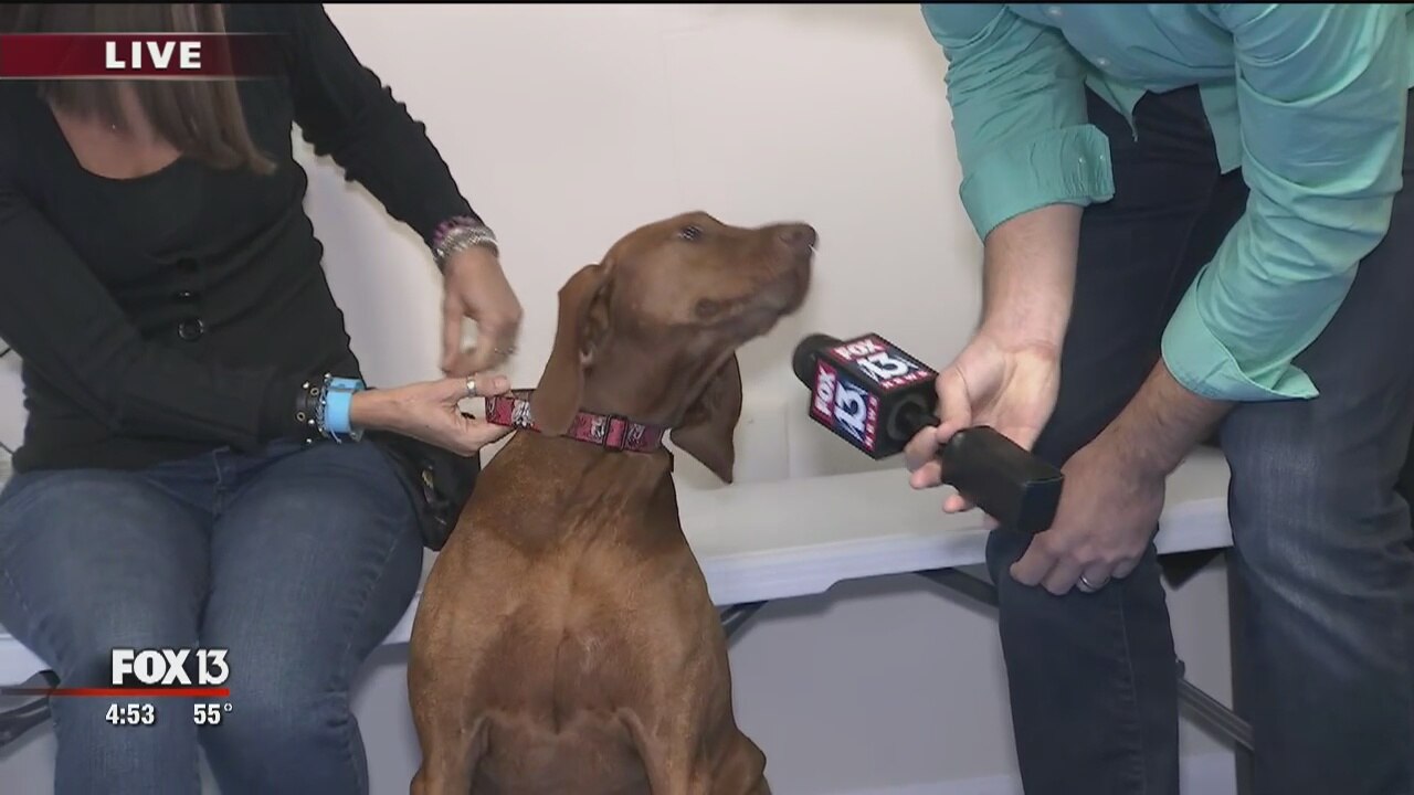 Tricks don't have to be tricky at Trick Dog U