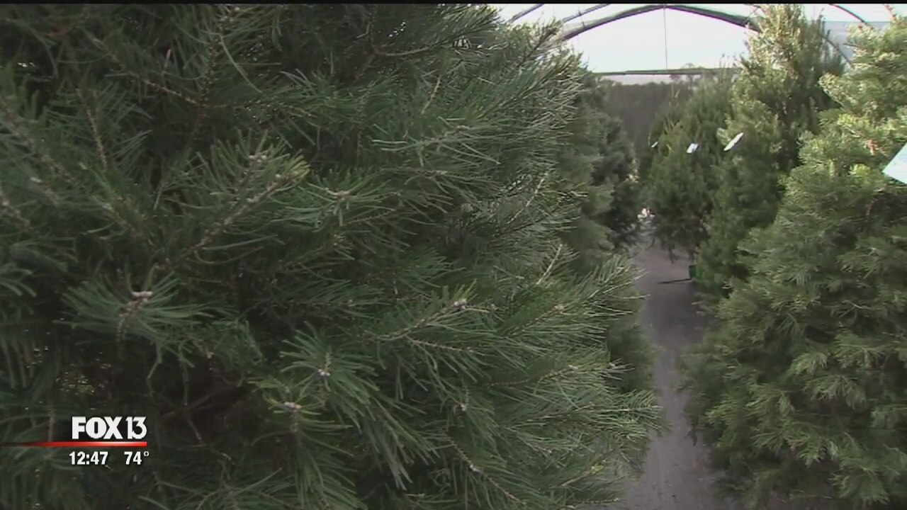 Ergle Christmas Tree Farm
