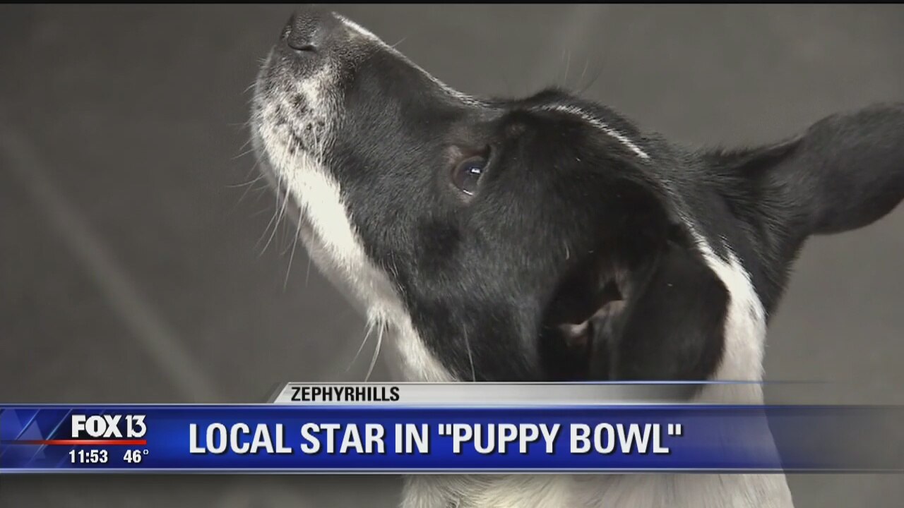 Meet local Puppy Bowl star Emmet