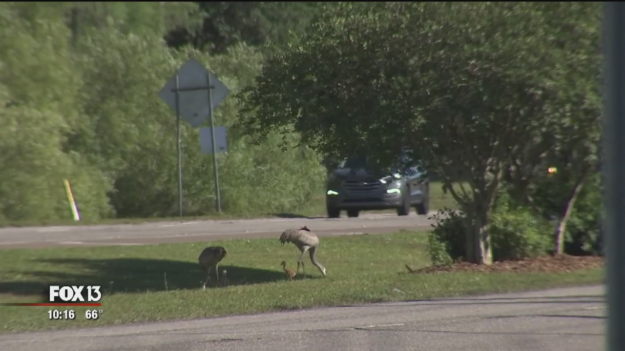 Sandhill crane group watches for bird crossings