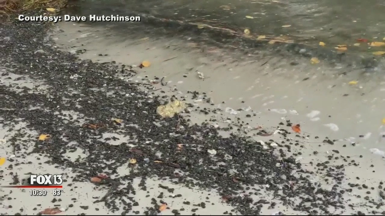 Safety Harbor water tests positive for type of blue-green algae