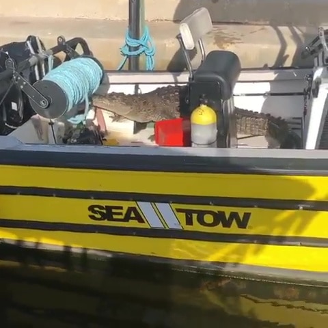 Crocodile crawls onto boat at Miami marina