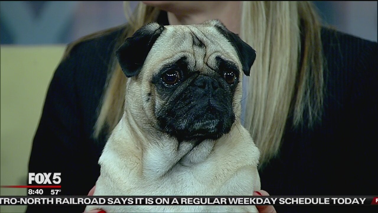 Stop Lyme Disease Campaign: pets and ticks