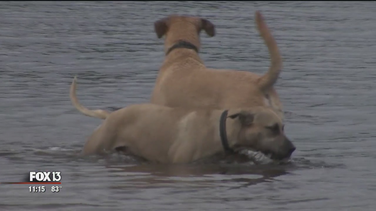 Dog parents warned about toxic algae