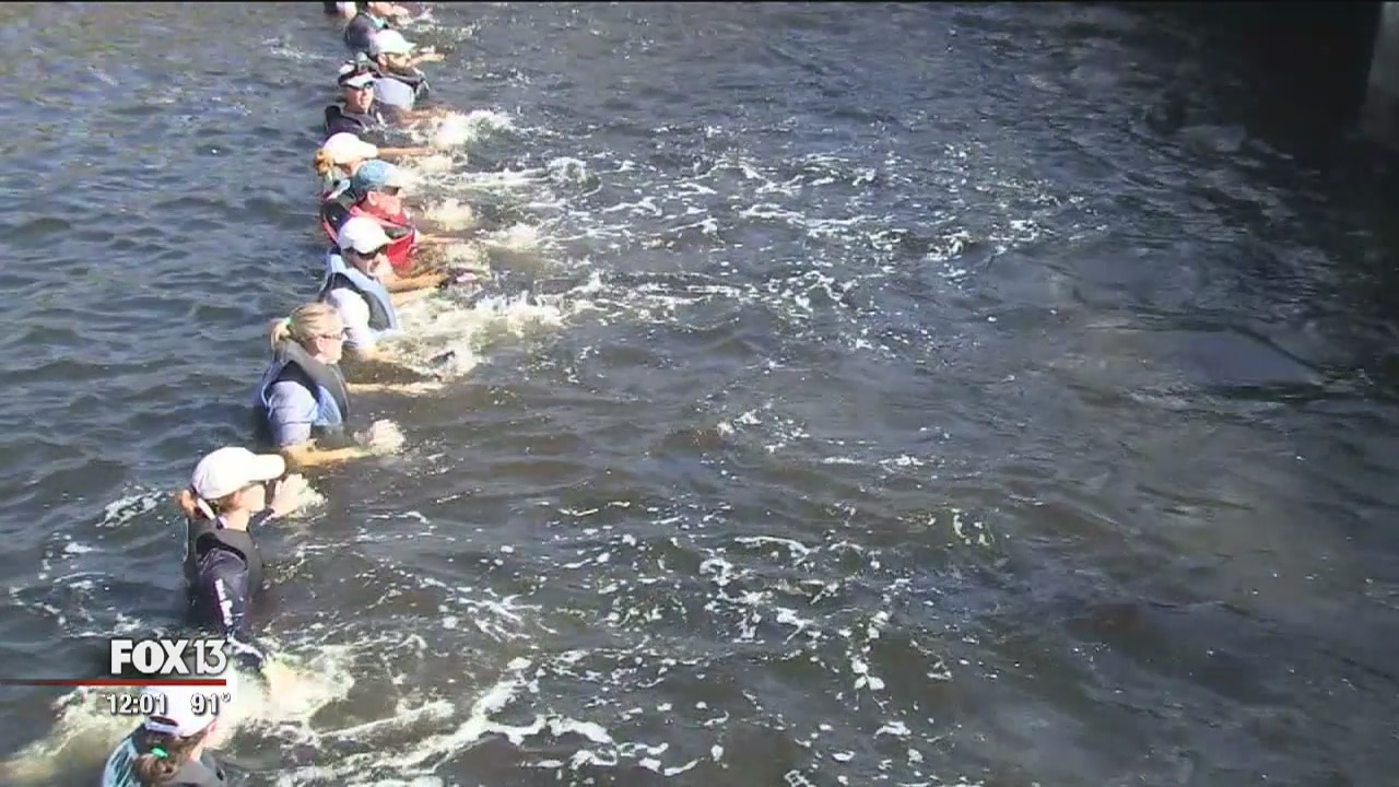 Dolphins rescued from canal