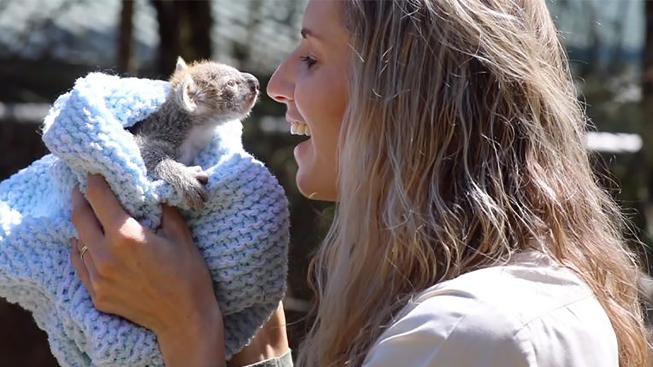 Baby koala makes adorable debut at Australian zoo