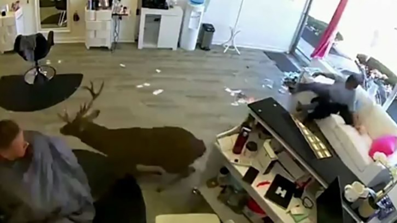 Deer crashes into window of NY hair salon