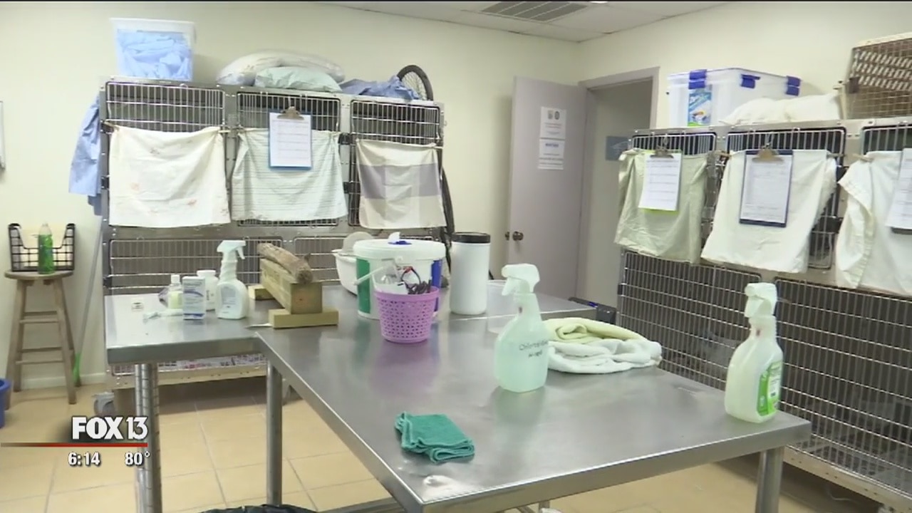 Seagulls fall ill on Lido Beach