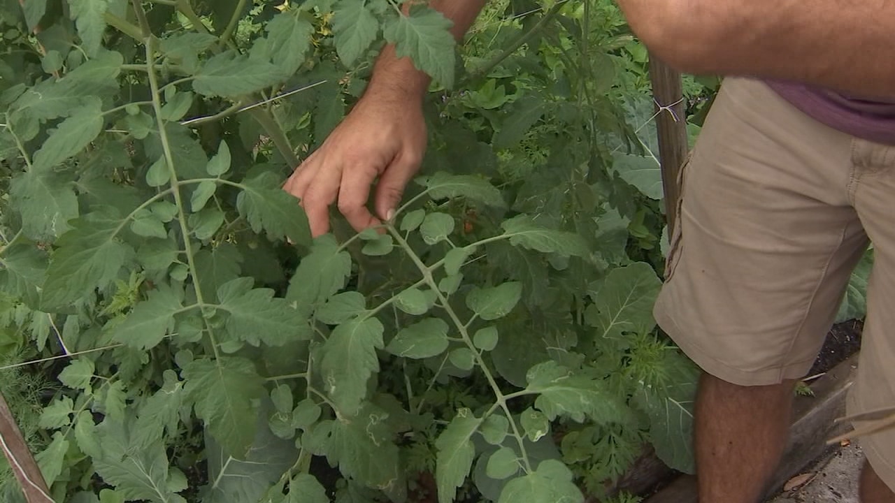 Talking Tomatoes: Trellising and trimming