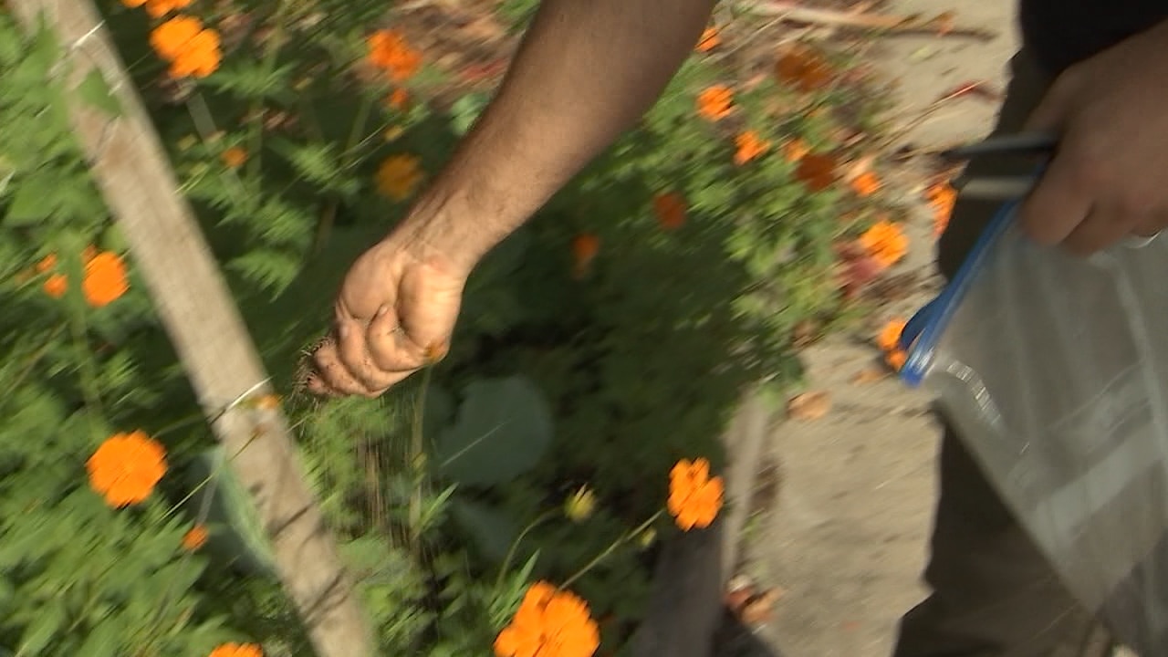 It?s time to fertilize the greens and tomatoes