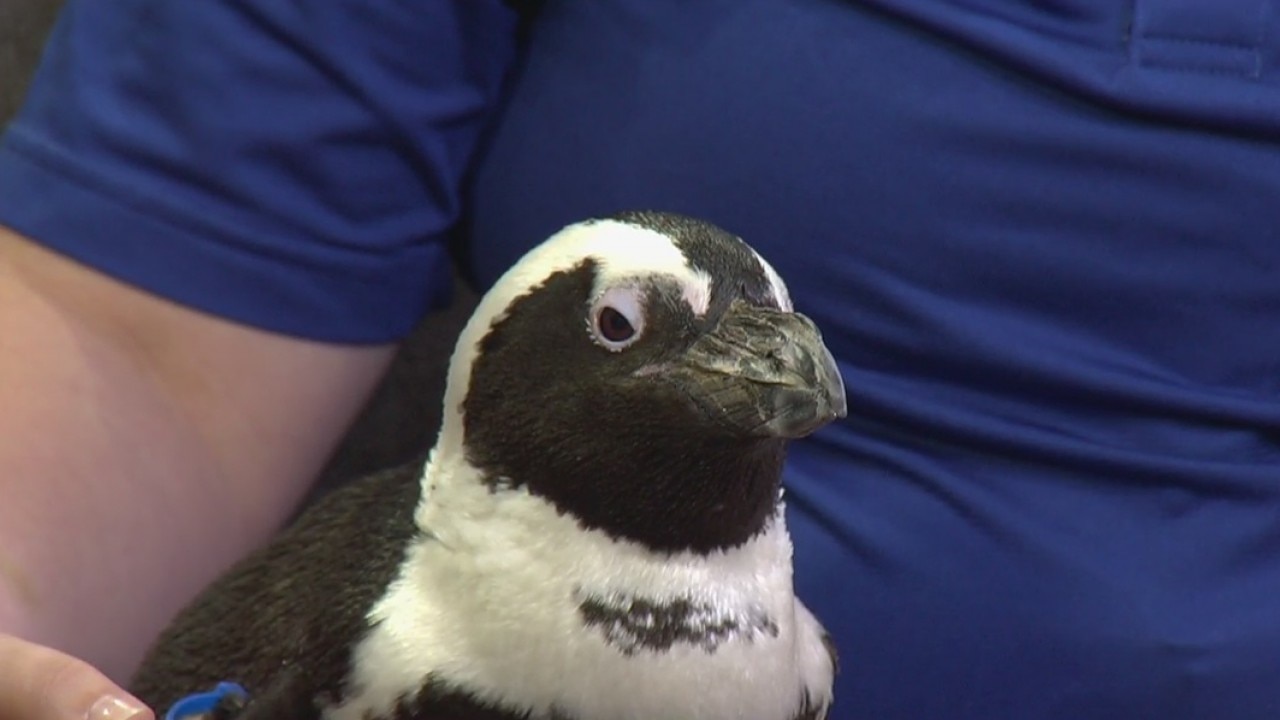 African penguin population is declining, officials say