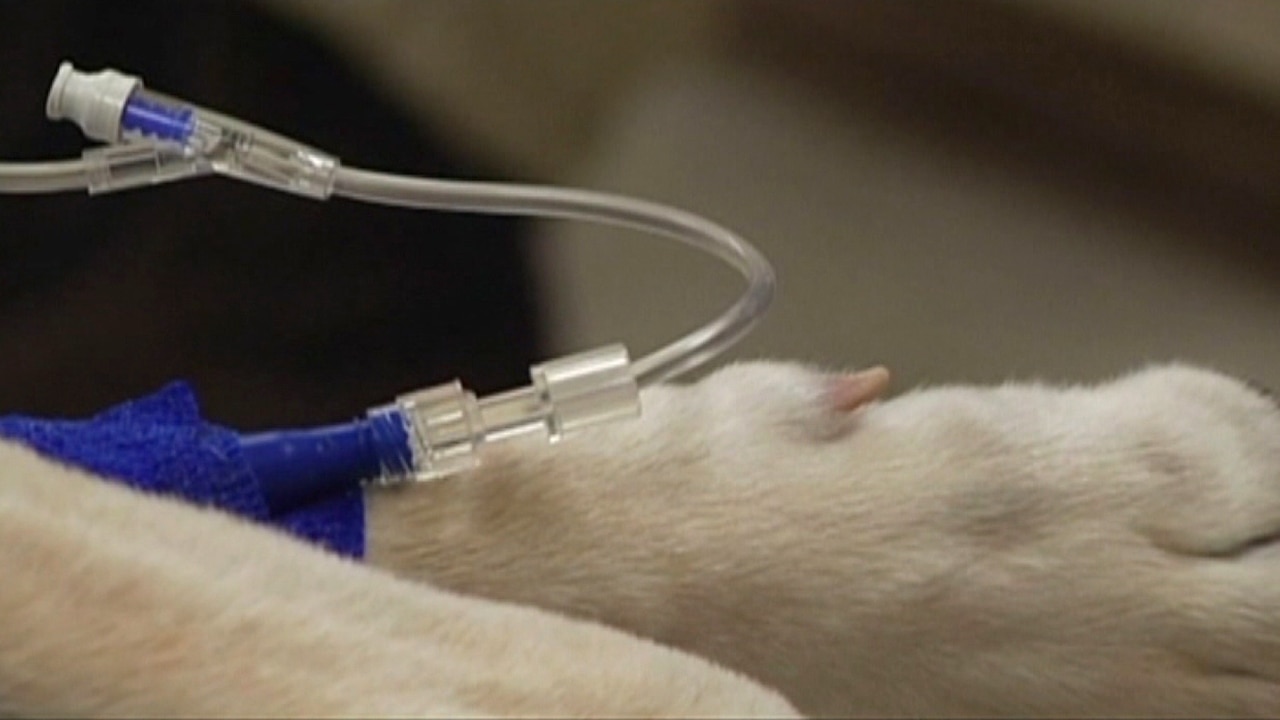 Demand for pet blood donors is growing