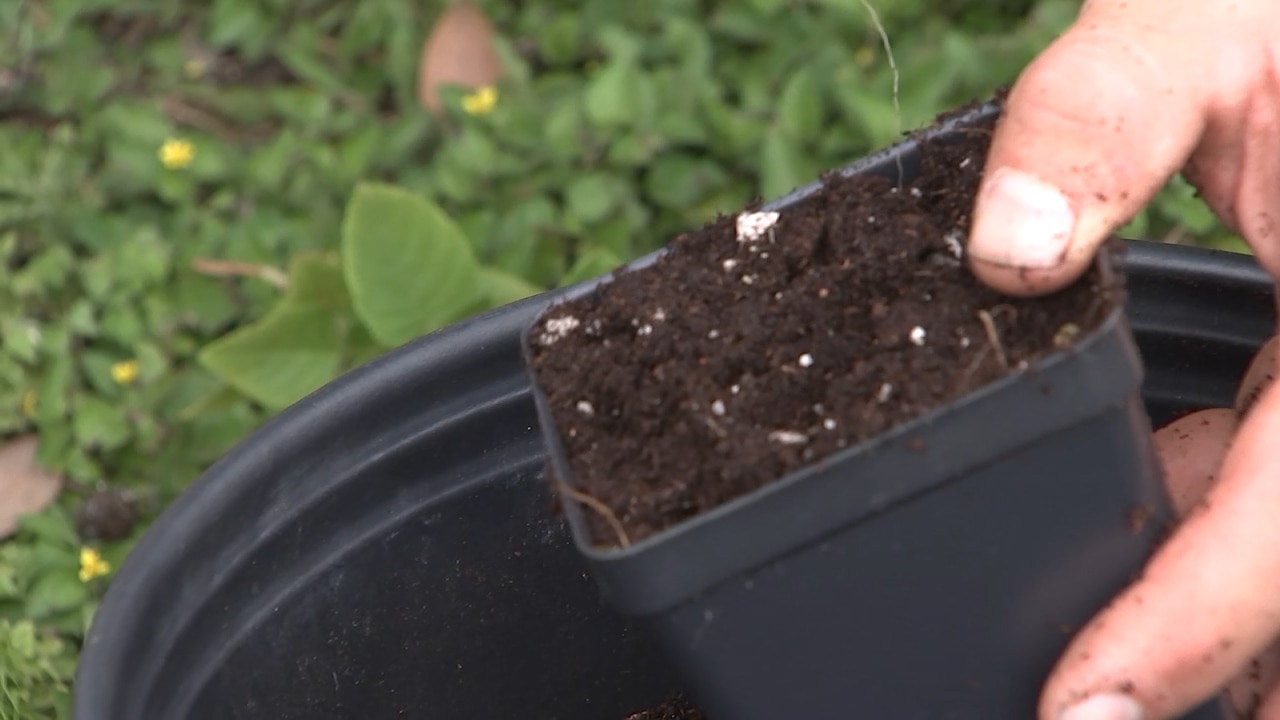 Time to ?start seeds? for spring