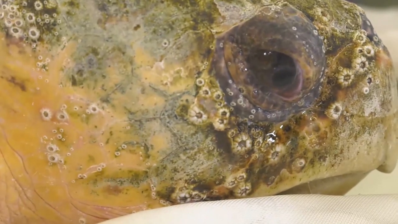 Mote Marine still caring for wildlife patients