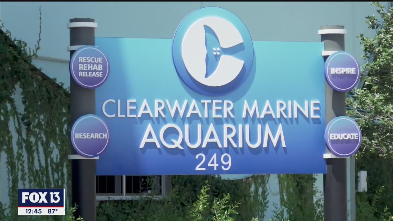 Clearwater Marine Aquarium back open for Memorial Day weekend