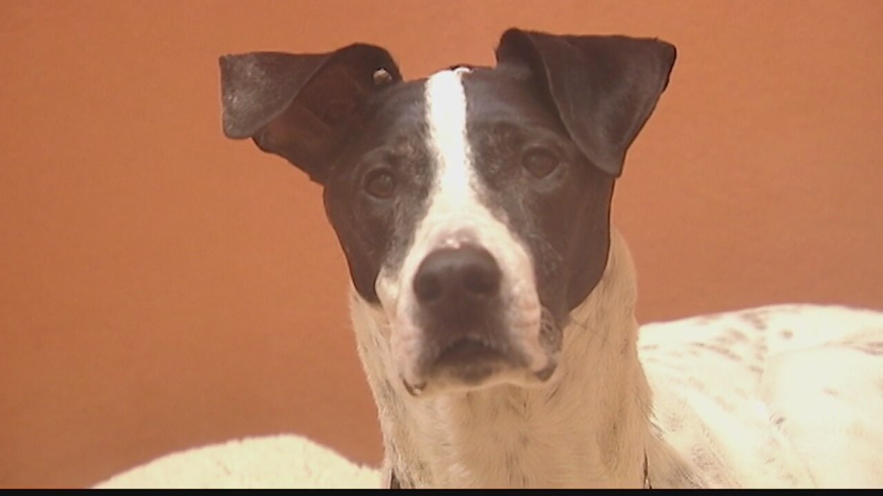 PAWS Chicago annual Adopt-A-Thon kicks off Friday