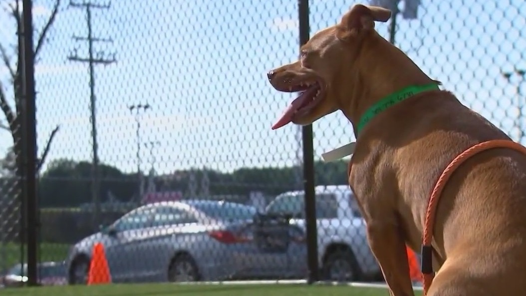 Florida bill proposes 'dangerous dog' registry