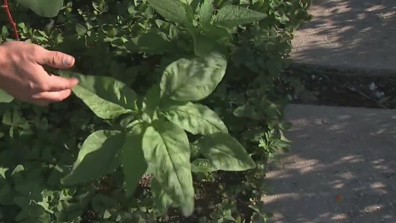 Summer gardening is already in full swing