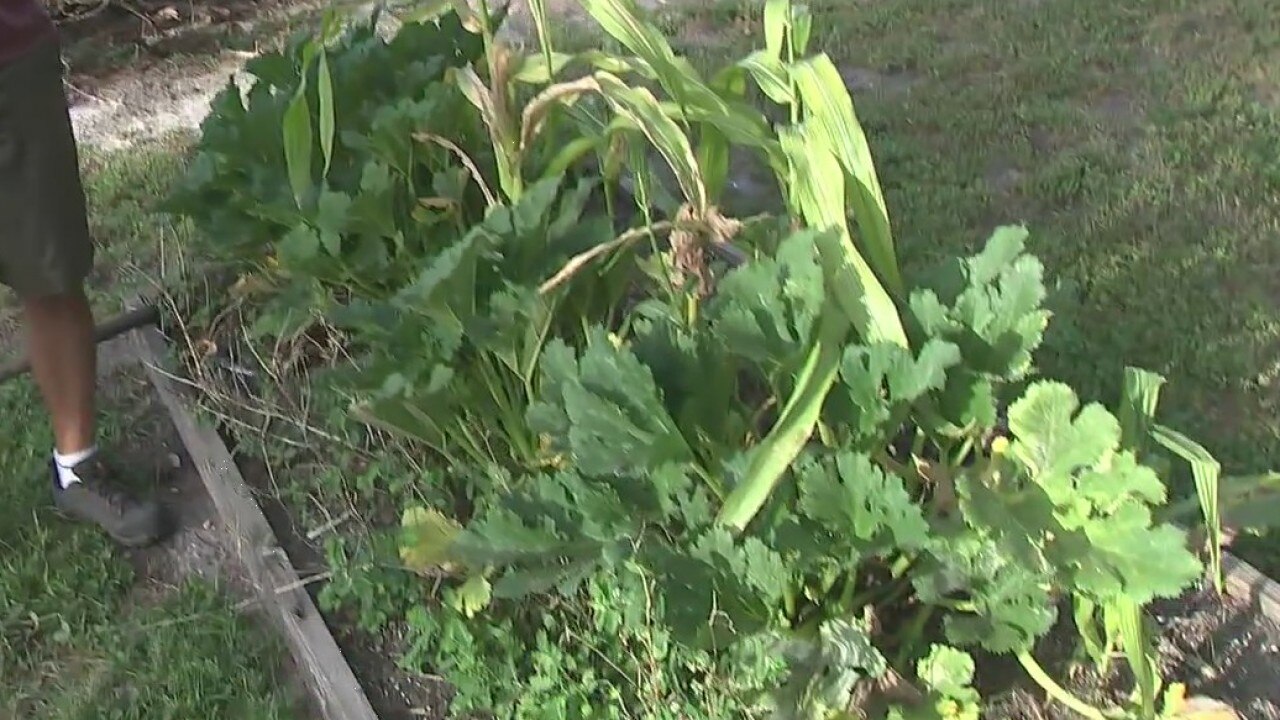 How things can go wrong in your garden