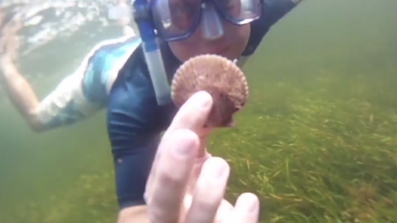It's scallop season, here's how to cook those scallops you caught