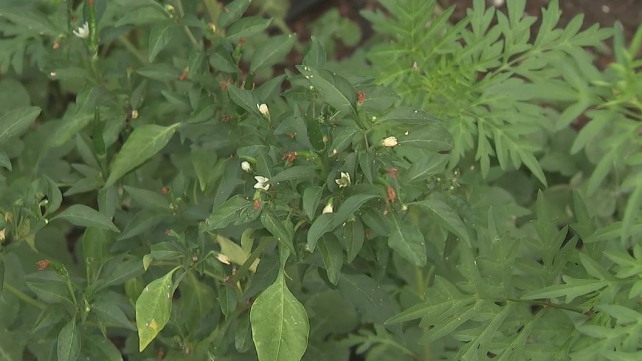 How to handle weeds, ants as you prep your garden