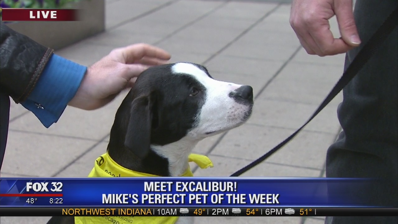 Mike's Perfect Pets: Excalibur