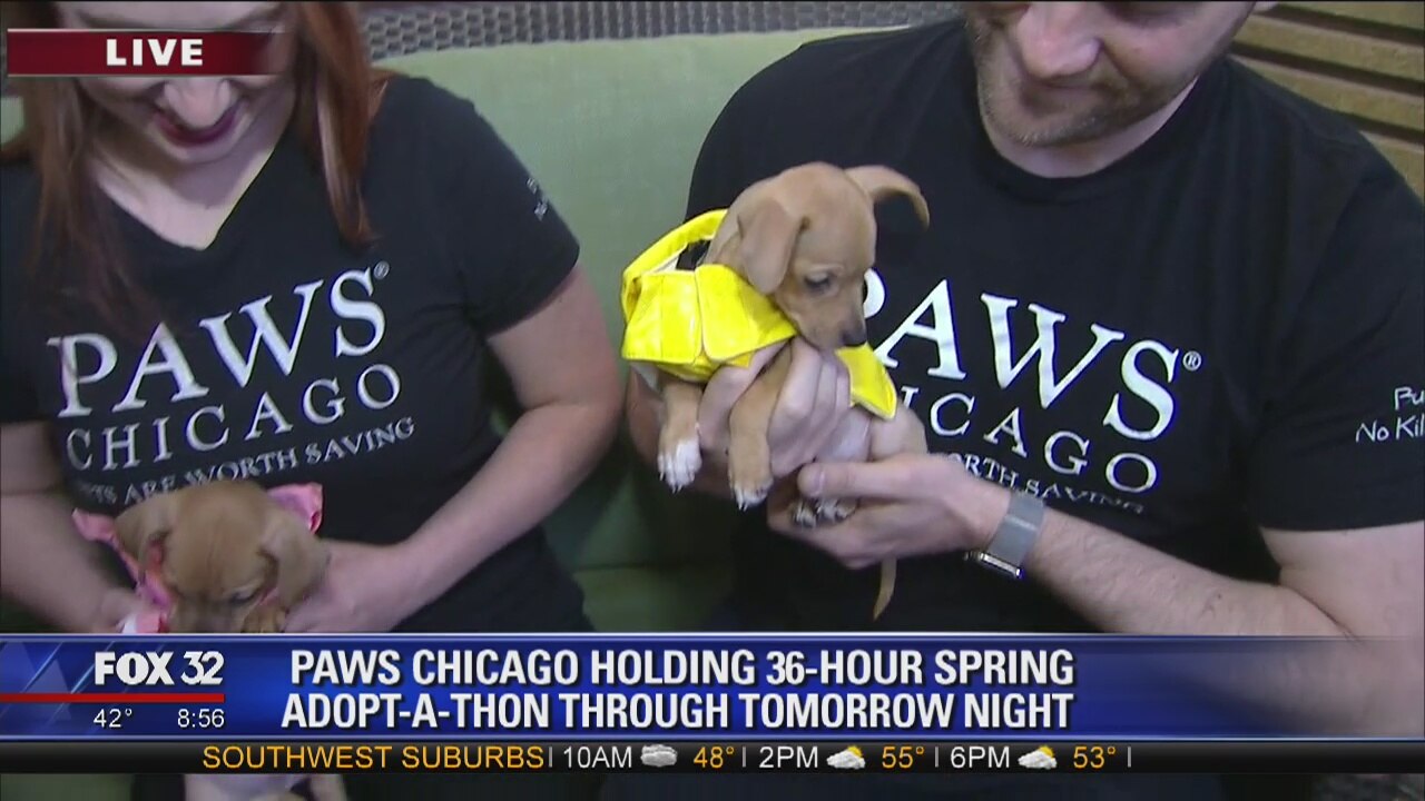 PAWS Chicago hosts 36-hour adopt-a-thon
