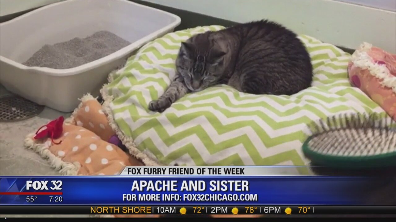 FOX Furry Friend of the Week: Apache and Sister