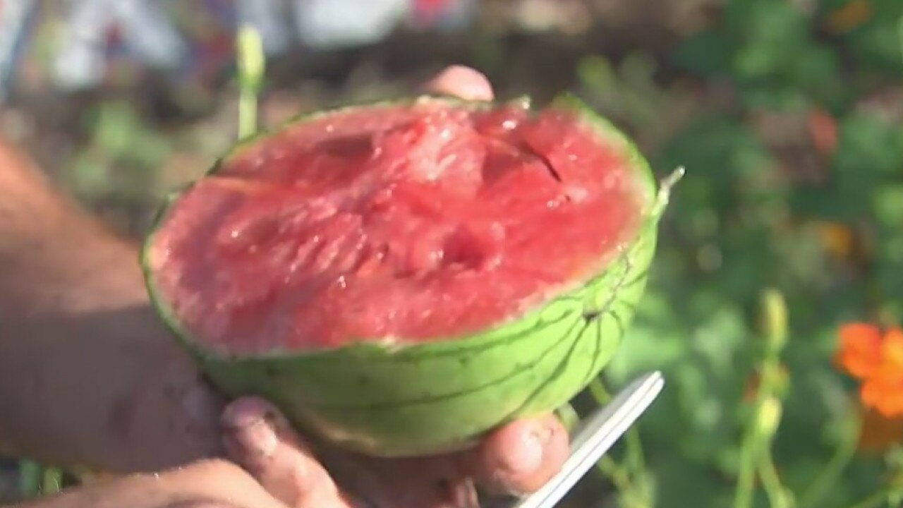 Harvesting tasty watermelon
