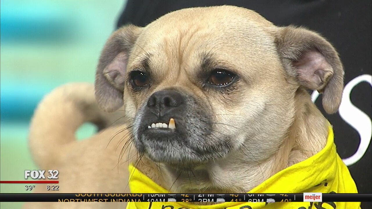 Mike's Perfect Pets: Roberta