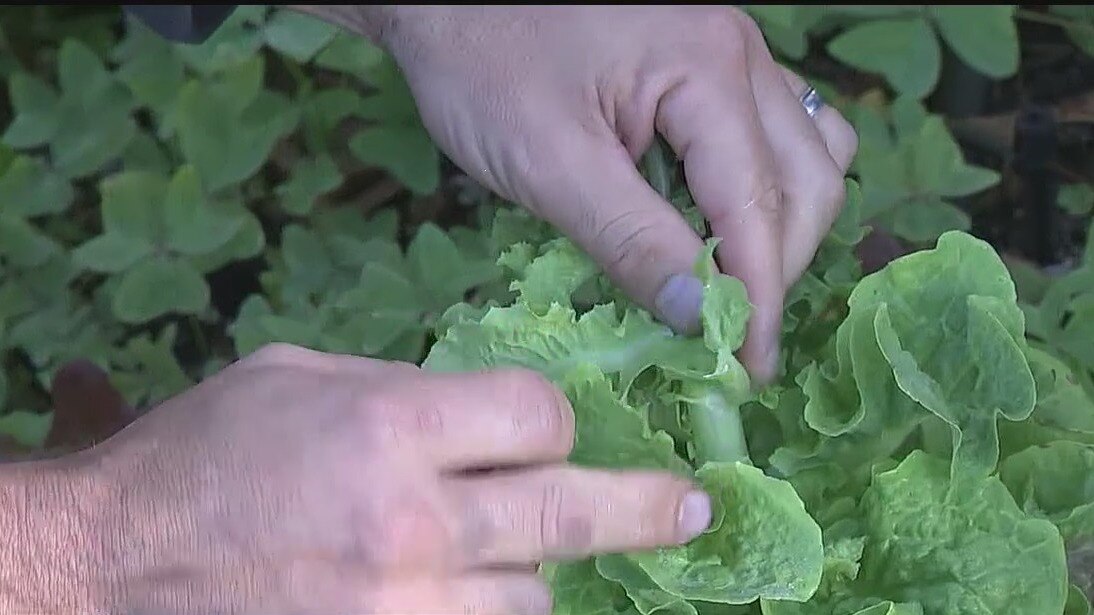 Weather's impact on lettuce in your garden