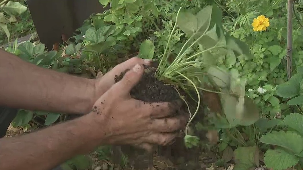 Making room for some spring crops in your backyard garden