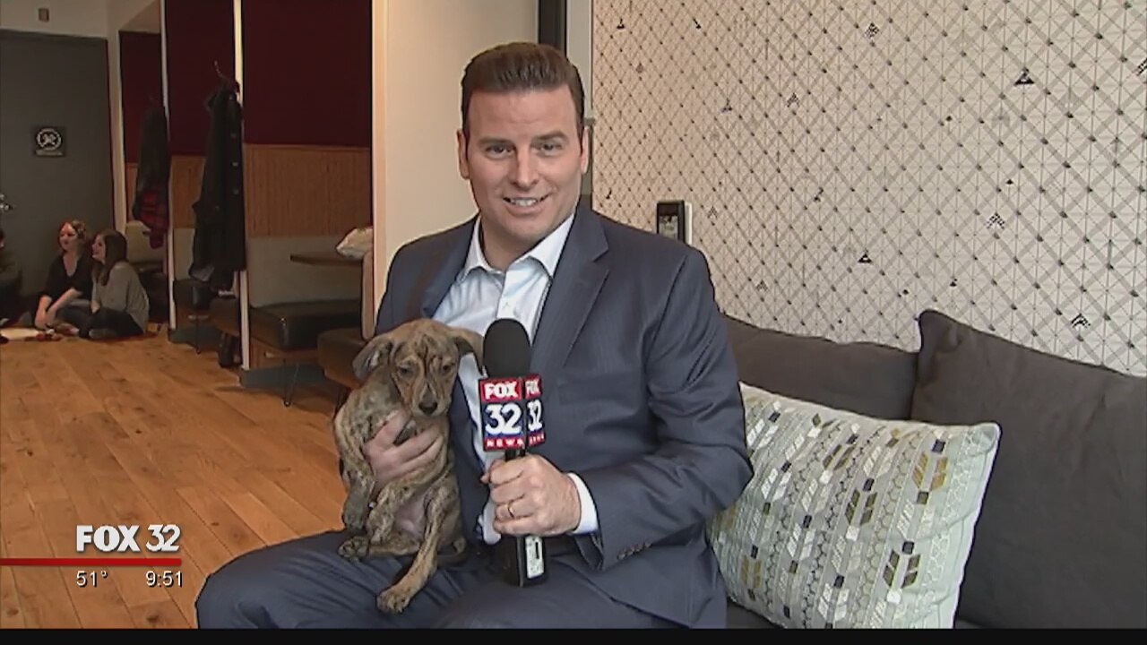 Uber, Anti-Cruelty Society team up to deliver puppies in Chicago