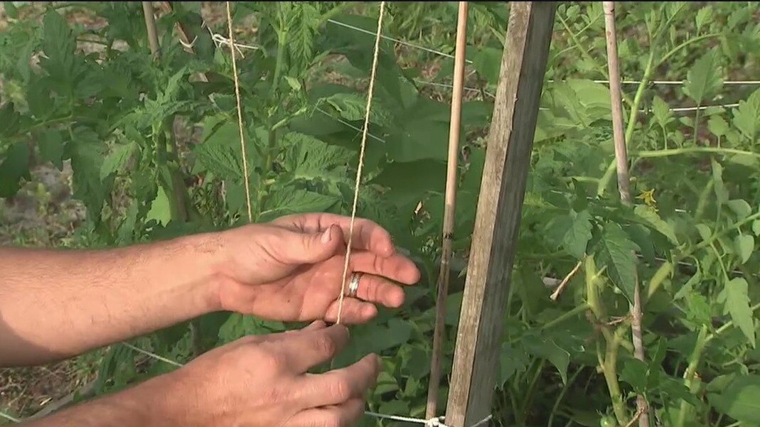 Working with cucumbers in your garden