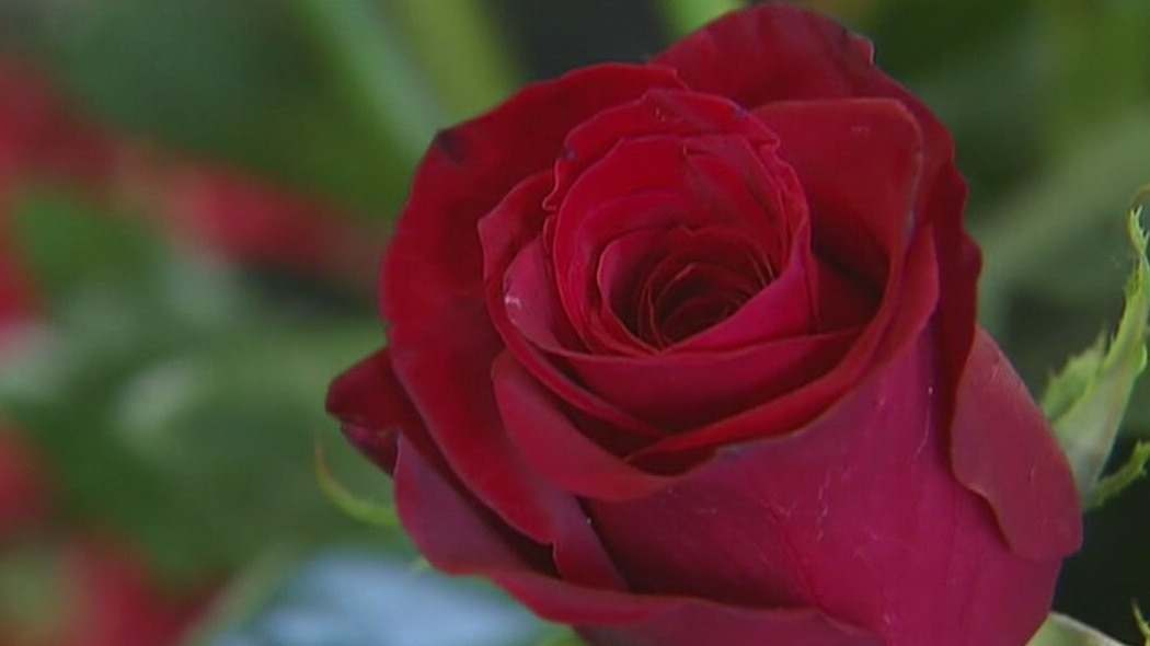 How to pick the right rose to grow at home