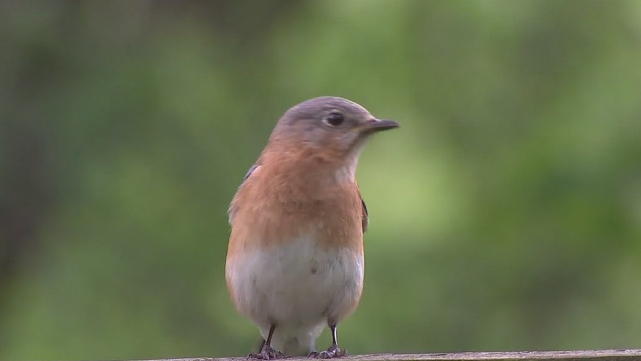 Clean Air Act saved 1.5 billion birds