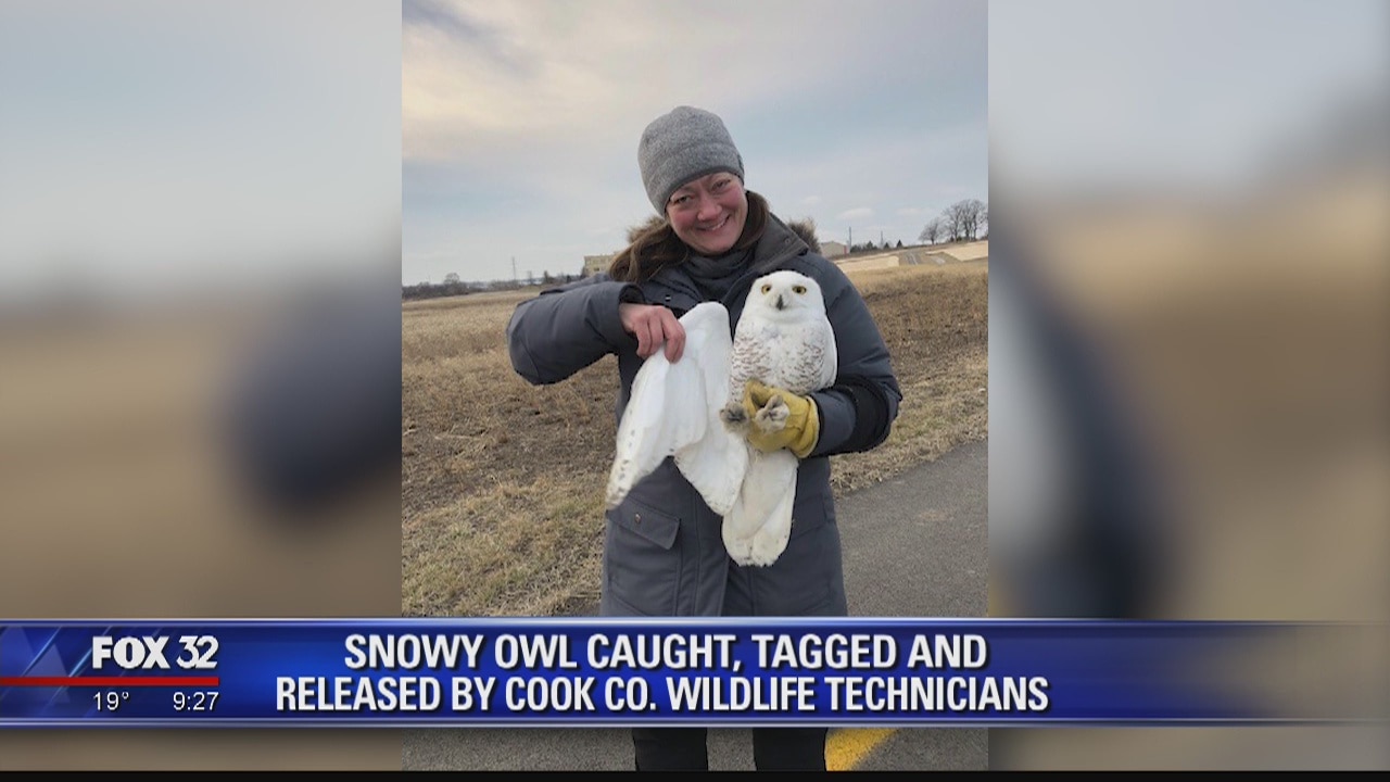 Snowy owl captured, released in Cook County forest preserve for first time in decades