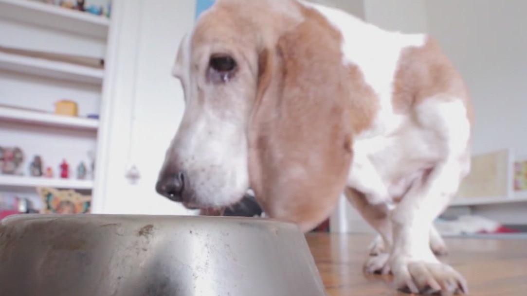 Foods your dog should never eat