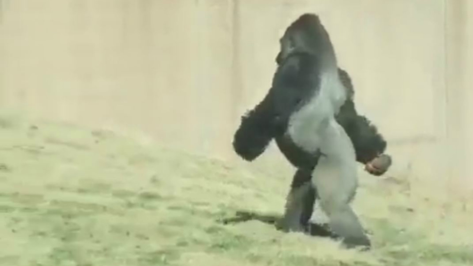 Gorilla at Philadelphia Zoo who prefers to walk