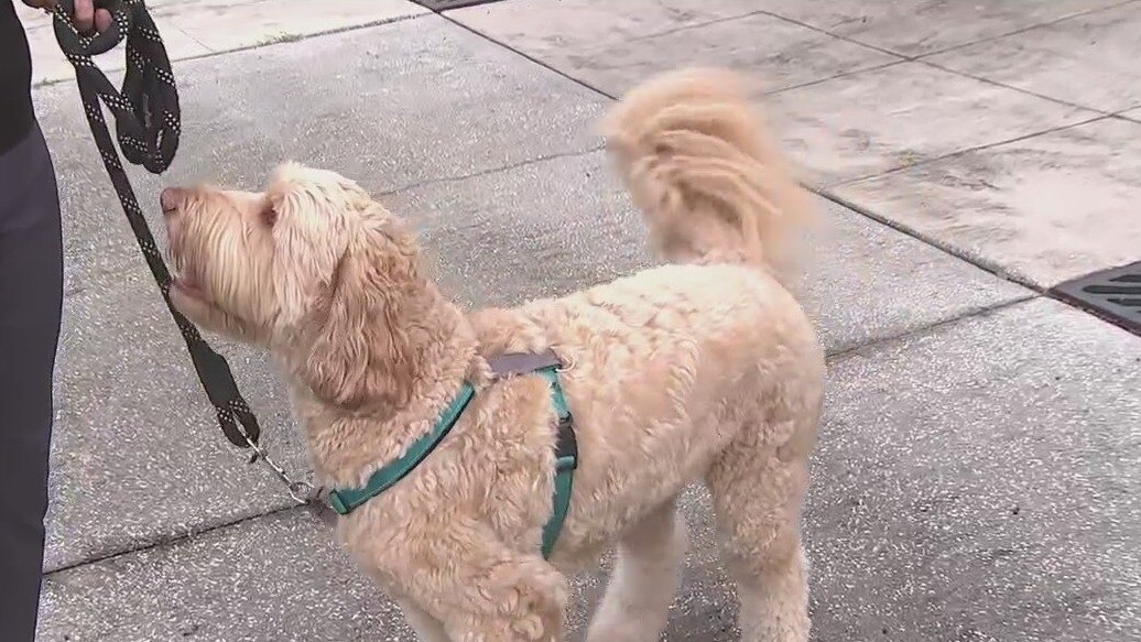 Help your dog adapt to routine changes