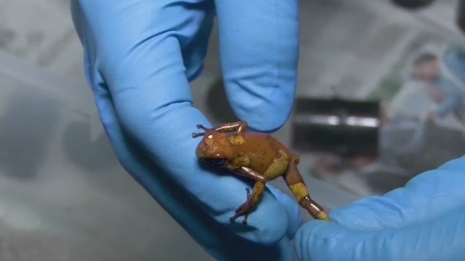 Why don't poisonous animals poison themselves?