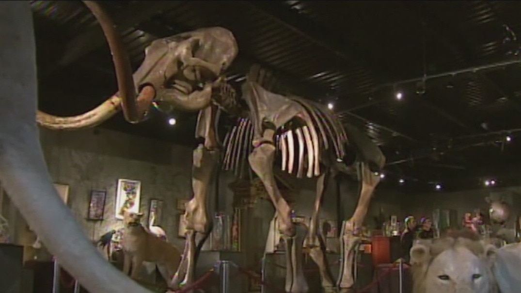 Scientists think they can bring back the wooly mammoths